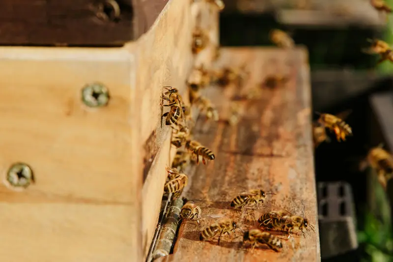 Gros plan sur des abeilles qui rampent et volent autour de l'entrée en bois d'une ruche, baignée par la douce lumière du soleil.