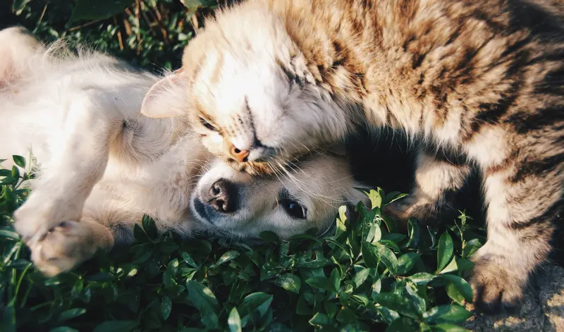 Un chat tigré au pelage duveteux se blottit contre un petit chien blanc allongé dans l'herbe, leurs têtes collées l'une contre l'autre.