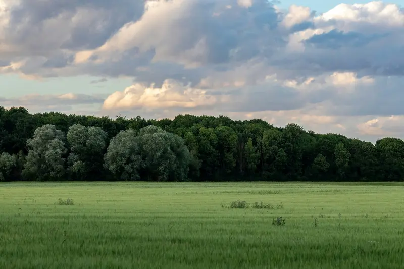 Une vaste prairie verte s'étend jusqu'à une ligne d'arbres touffue, sous un ciel orné de nuages spectaculaires baignés de soleil.